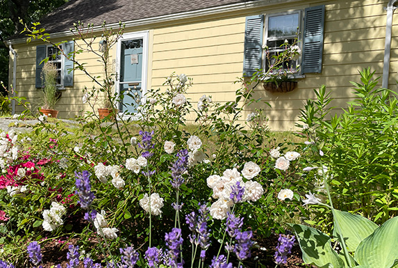 The oregano and the white rose